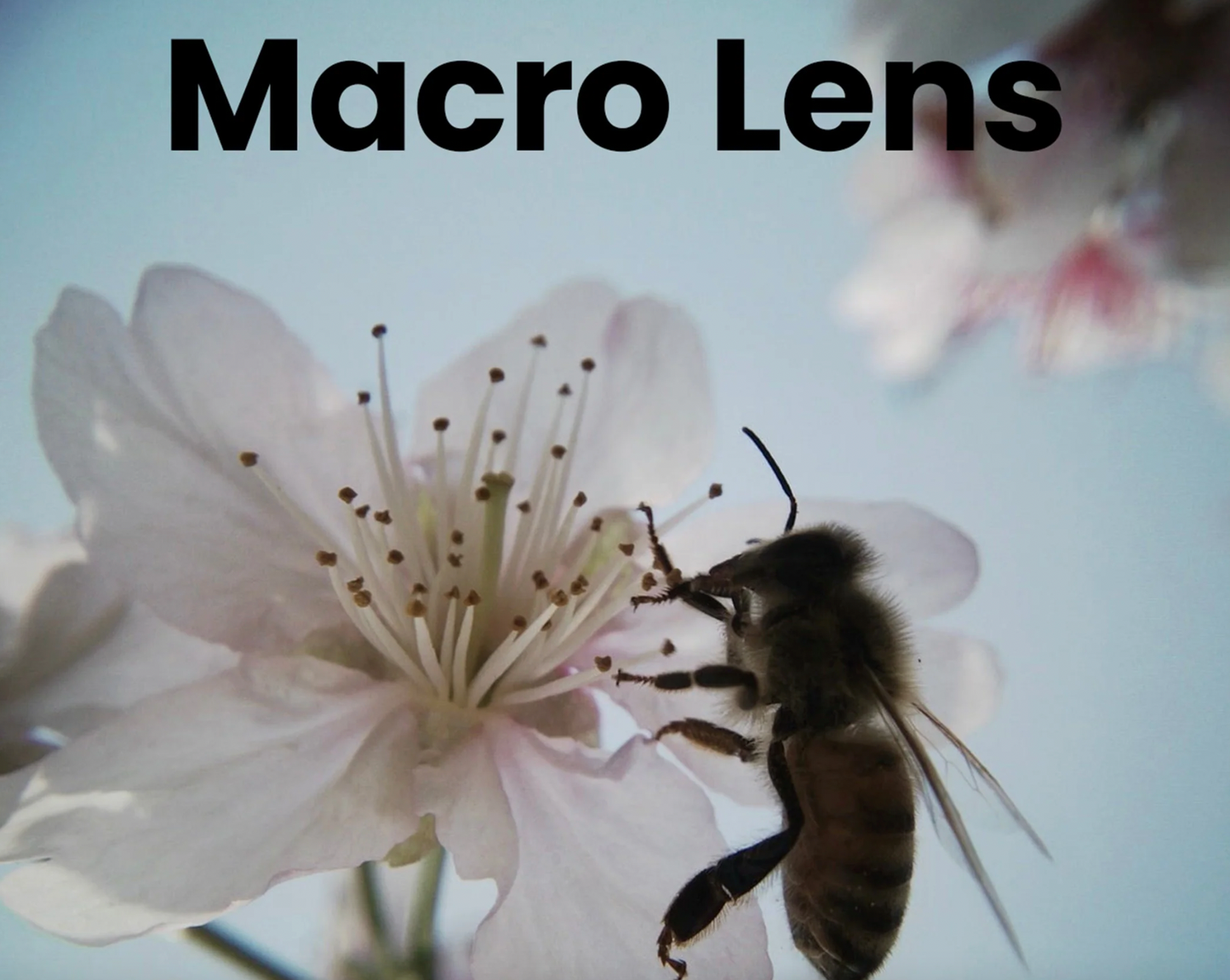 Screw Lens - Wide Angle & Macro